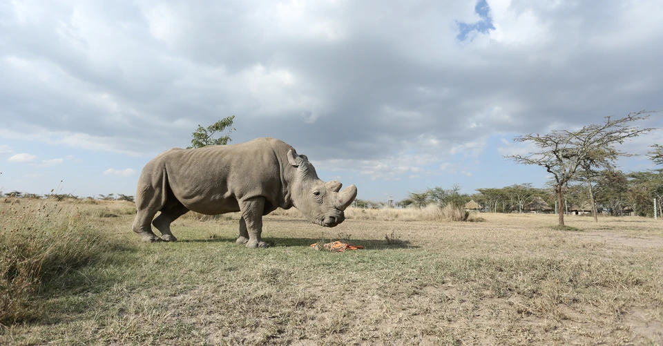 The Rhino Horn of Sudan · research and documentation · 2