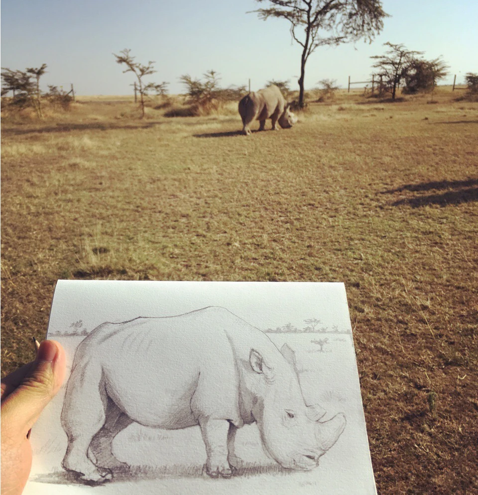 The Rhino Horn of Sudan · research and documentation · 4