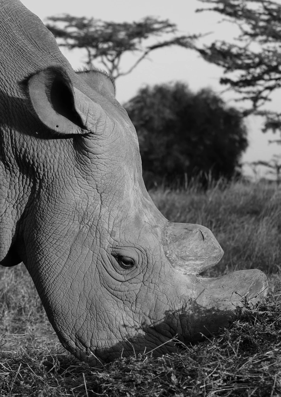 The Rhino Horn of Sudan · research and documentation · 6