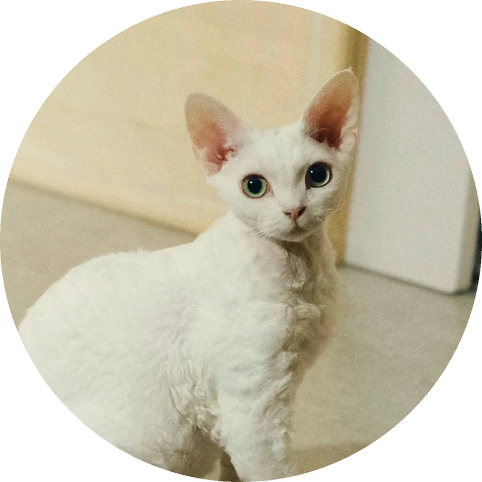 Meow Ring Ring · Characters and Porcelain · Photograph of the cat that inspired the character · 1