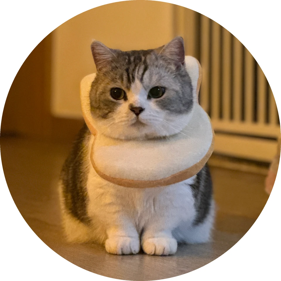Meow Ring Ring · Characters and Porcelain · Photograph of the cat that inspired the character · 2