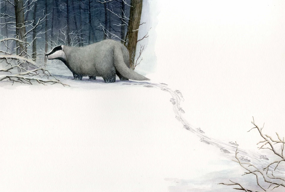 A badger and tracks in a snowy forest
