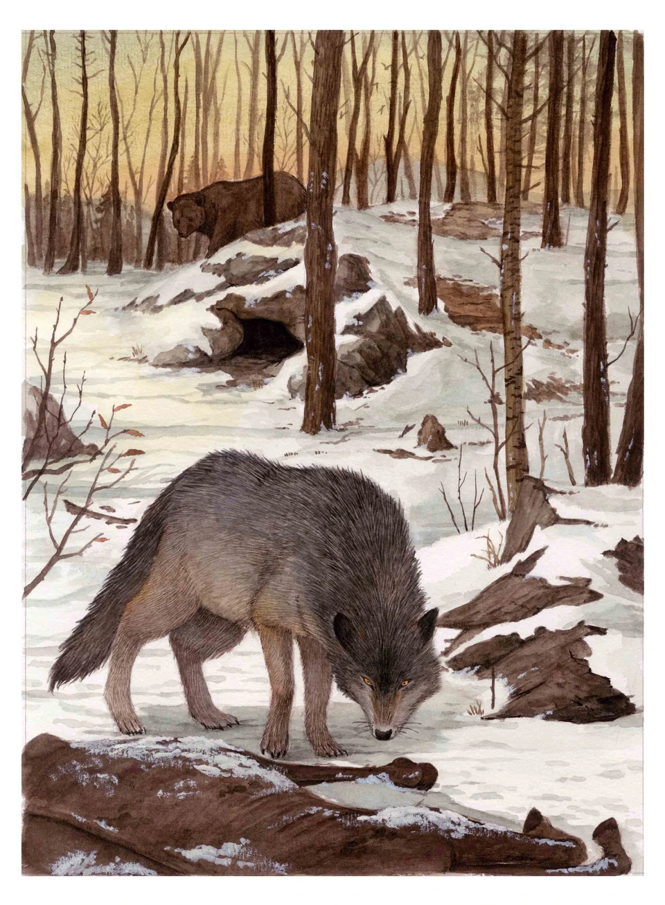 wild boar foraging in a forest