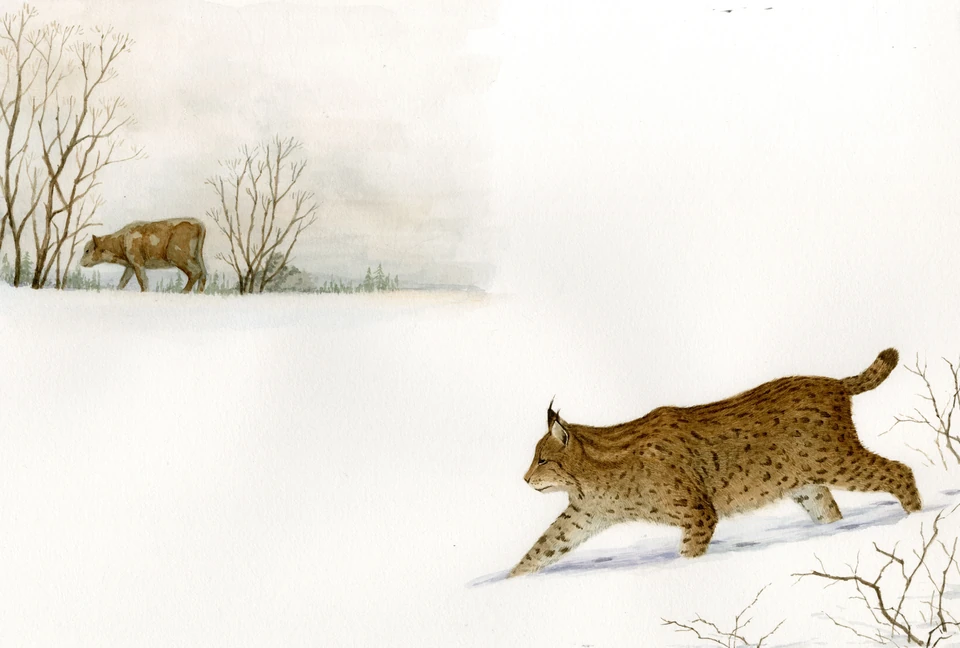 wild cat in the snow