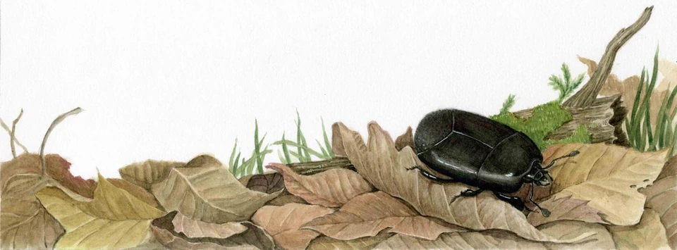 A beetle among fallen leaves and twigs