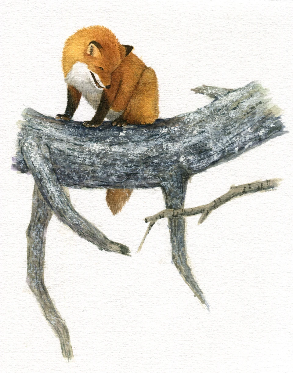 squirrel on a branch
