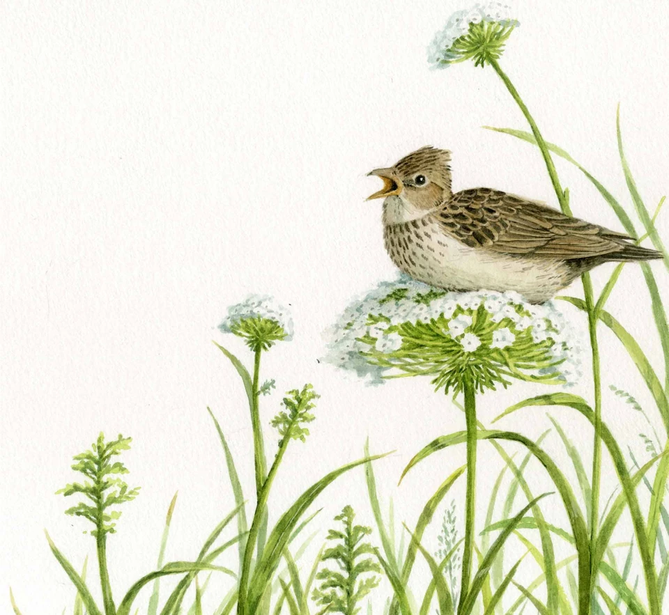 small bird among grasses