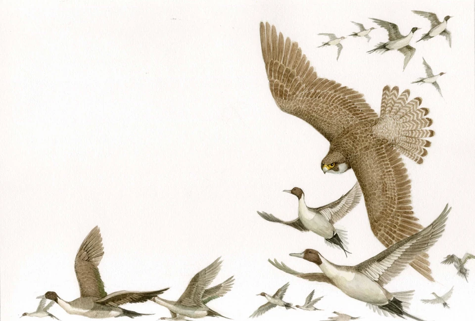birds taking flight