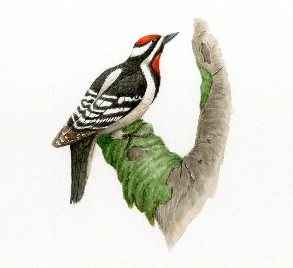 woodpecker on a tree trunk