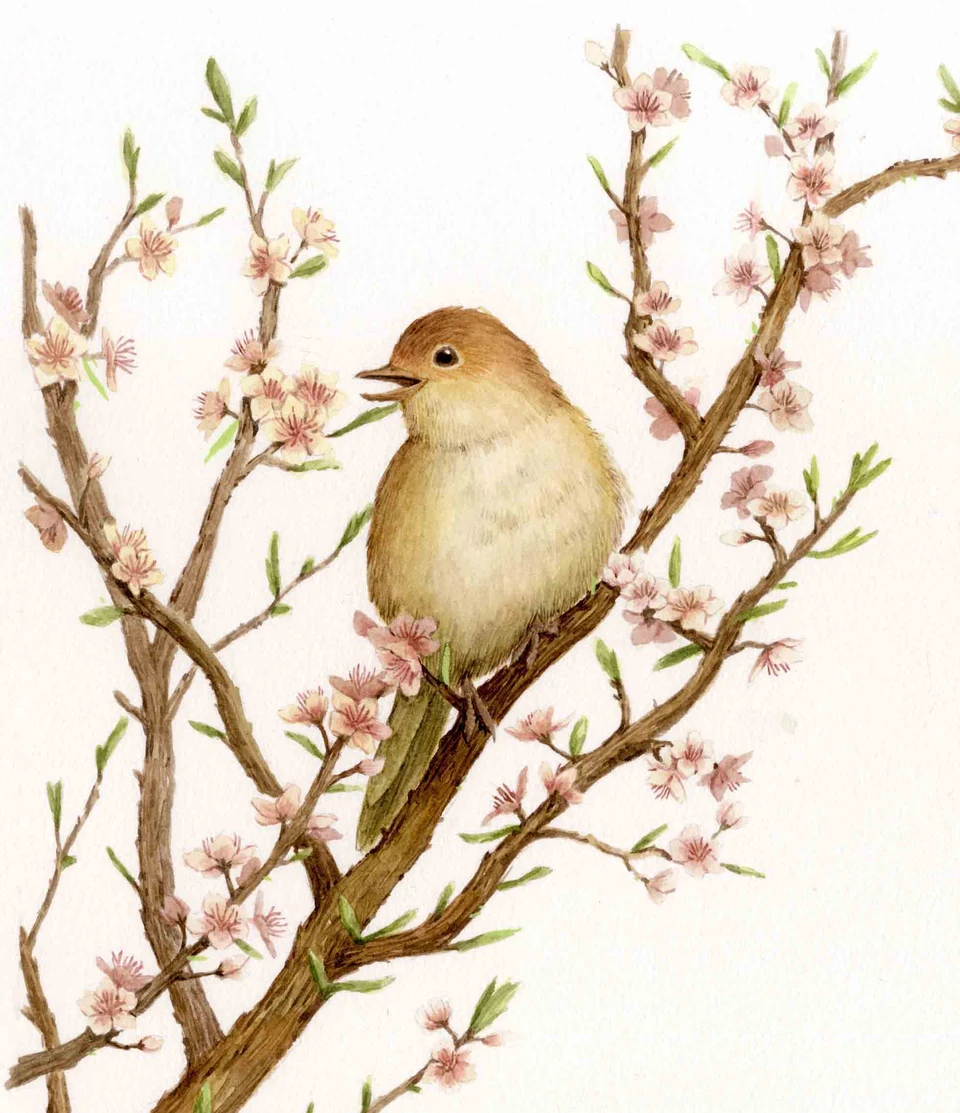 bird among flowering branches
