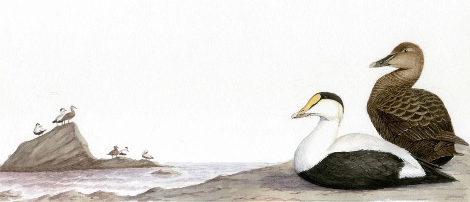 two waterbirds on the shore