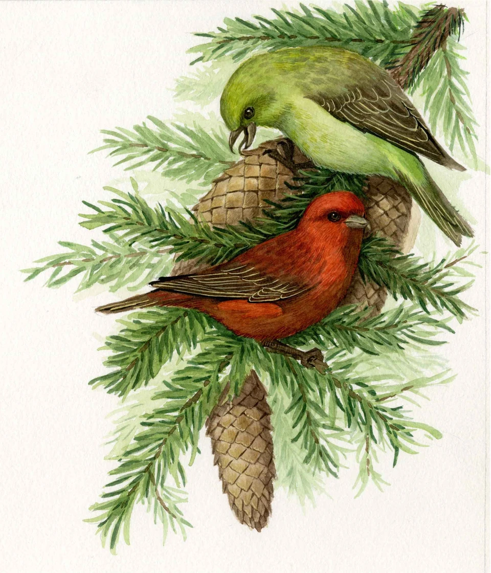bird among pine branches