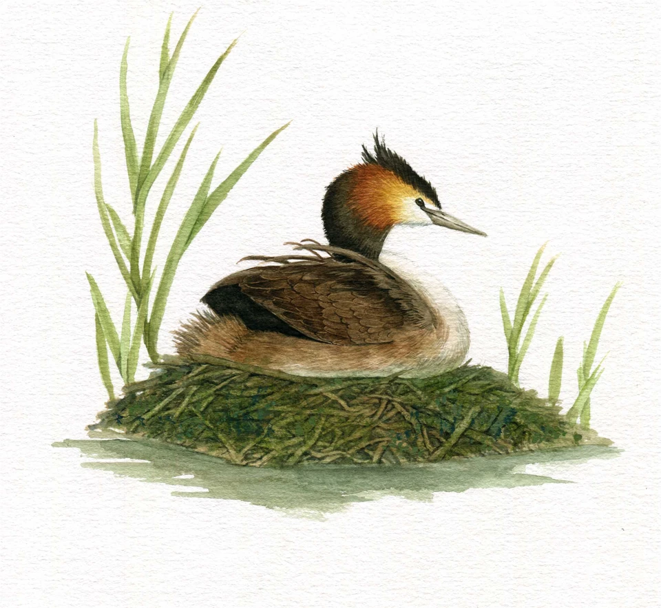 A waterbird nesting among reeds