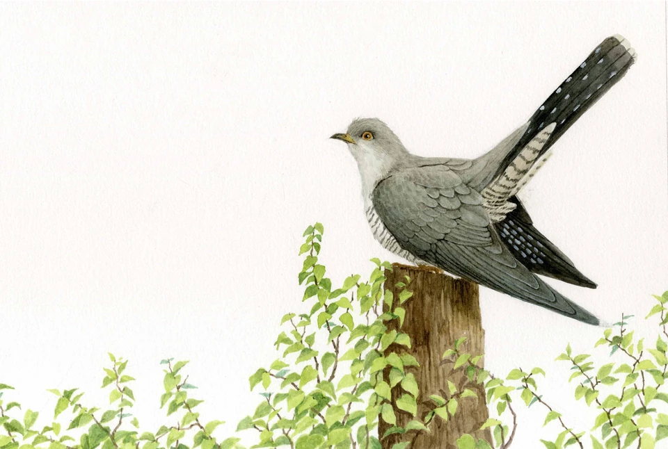 A long-tailed bird on a tree stump