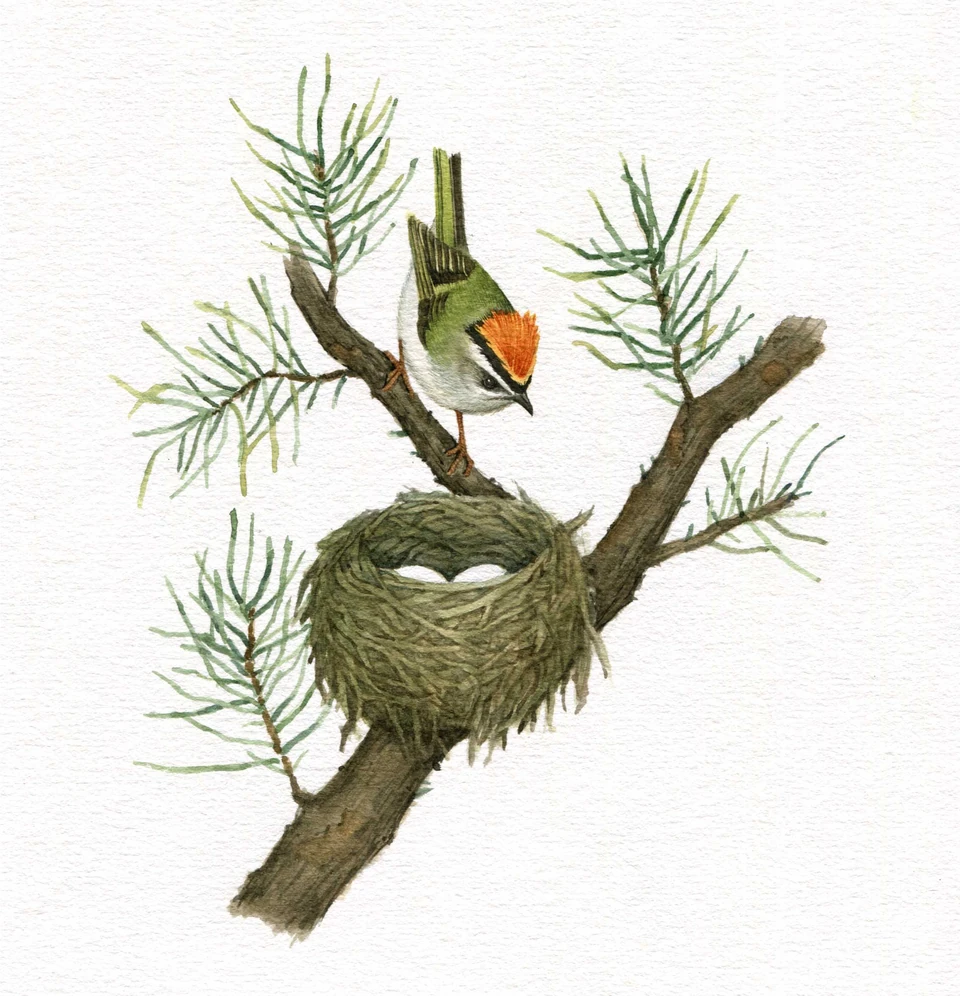Eggs in a nest and a bird on a branch